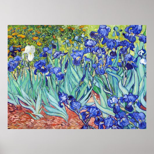 Vincent Van Gogh schilderij Irissen Poster (Voorkant)