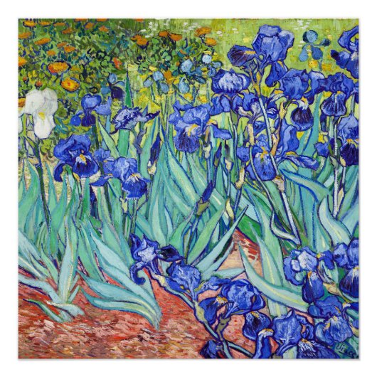 Vincent Van Gogh schildert Irissen Perfect Poster (Voorkant)