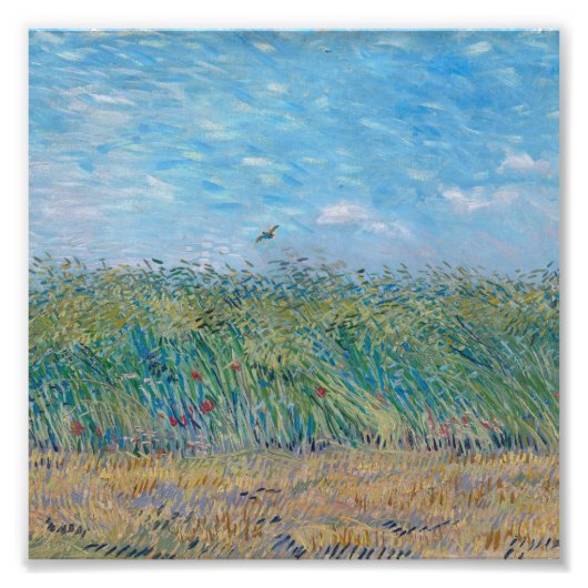 Vincent Van Gogh - Tarweveld met een Lark Foto Afdruk (Voorkant)
