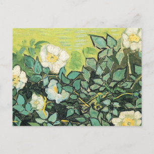 Vincent Van Gogh - Wilde Rozen 1890 Briefkaart