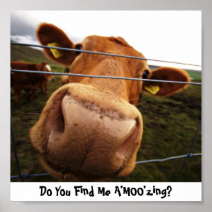 Vind je me A'MOO'zing? Poster