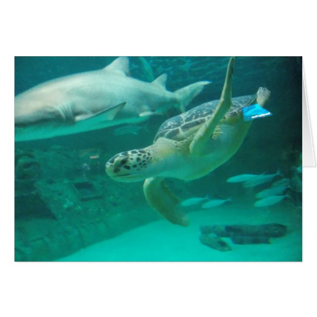 Vind Uw Zoete Vlek (Voorkant Horizontaal)