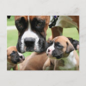 Vindy and Pups - Foto 09 Briefkaart (Voorkant)