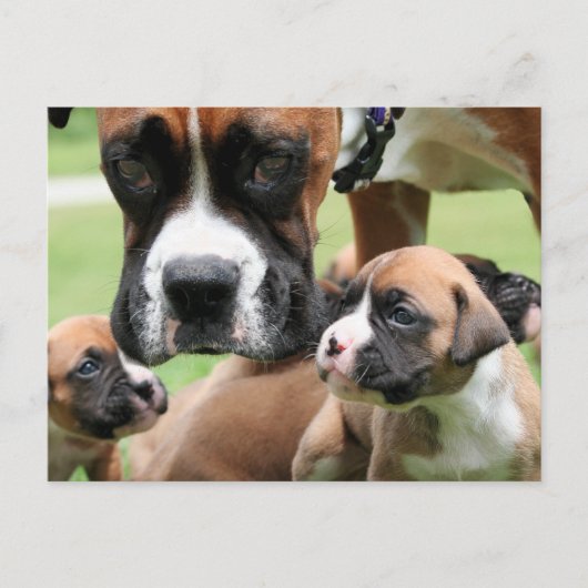 Vindy and Pups - Foto 09 Briefkaart (Voorkant)