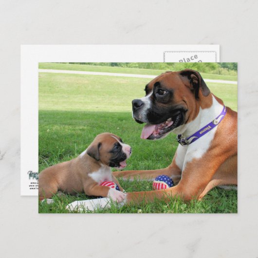 Vindy and Pups - Foto 95 Briefkaart (Voorkant / Achterkant)