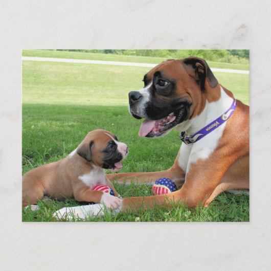 Vindy and Pups - Foto 95 Briefkaart (Voorkant)