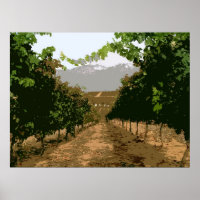 VINEYARD 3