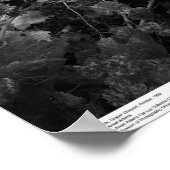 Vineyard and Hills, Draper Vineyard, 1966 Poster (Hoek)