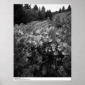 Vineyard and Hills, Draper Vineyard, 1966 Poster (Voorkant)