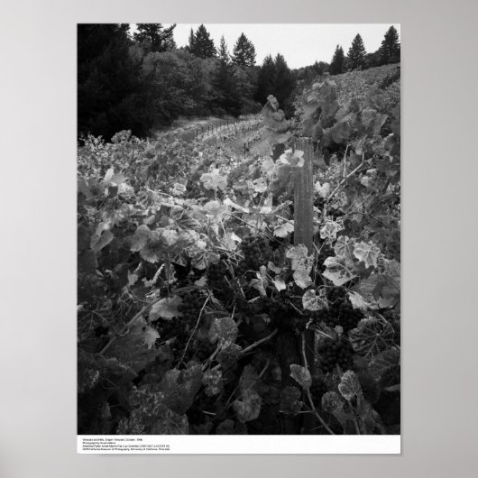 Vineyard and Hills, Draper Vineyard, 1966 Poster (Voorkant)