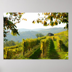 Vineyard bij Krems Poster