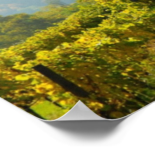 Vineyard bij Krems Poster (Hoek)