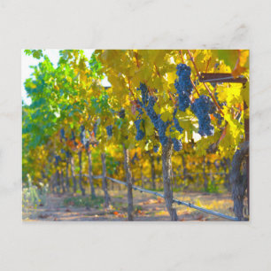 Vineyard in Napa Valley California Briefkaart