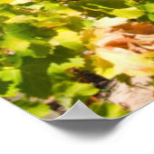 Vineyard, Kaapstad, Western Kaapstad, Zuid-Afrika Poster (Hoek)