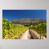 Vineyard, Kaapstad, Western Kaapstad, Zuid-Afrika Poster (Voorkant)