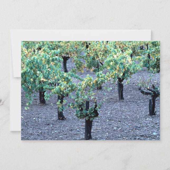 Vineyard, Napa Valley, Californië uit het bos (Voorkant)