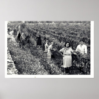 VINEYARD POSTER