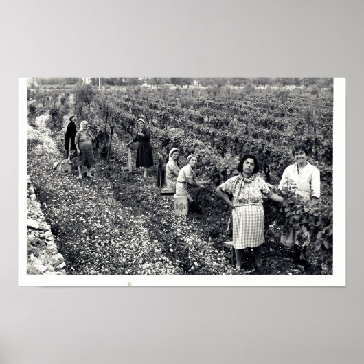 VINEYARD POSTER (Voorkant)