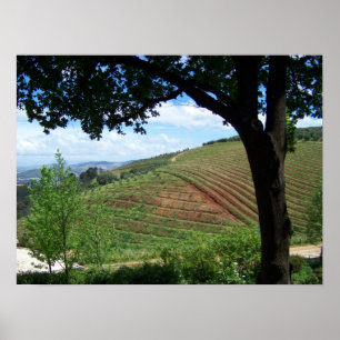 Vineyard Pride Poster