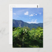 Vineyard Southern BC, Canada Briefkaart (Voorkant / Achterkant)