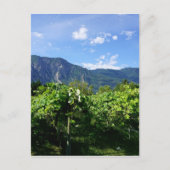 Vineyard Southern BC, Canada Briefkaart (Voorkant)