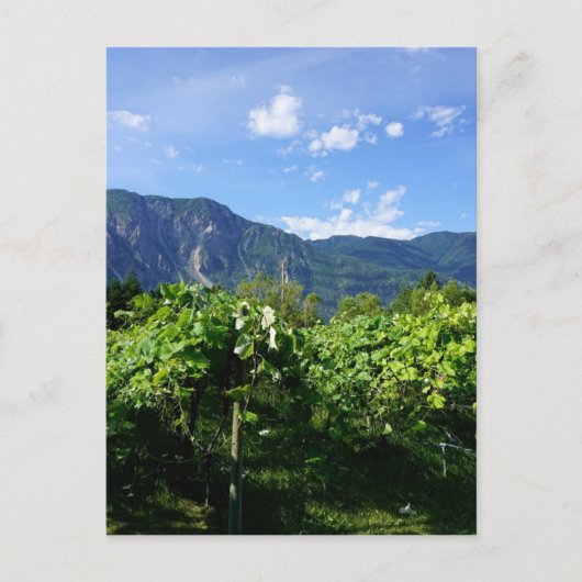 Vineyard Southern BC, Canada Briefkaart (Voorkant)