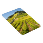 Vineyard, Stellenbosch, Westerne Kaapverdië Magneet (Rechterzijde)