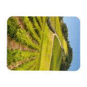 Vineyard, Stellenbosch, Westerne Kaapverdië Magneet (Horizontaal)