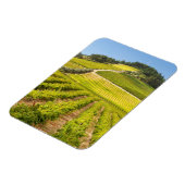 Vineyard, Stellenbosch, Westerne Kaapverdië Magneet (Linkerzijde)