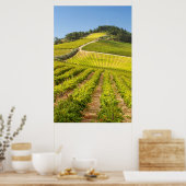 Vineyard, Stellenbosch, Westerne Kaapverdië Poster (Keuken)