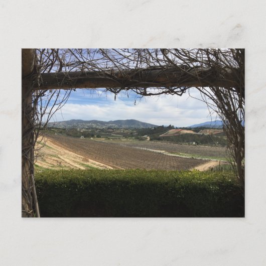 Vineyard Viewpoint Briefkaart (Voorkant)