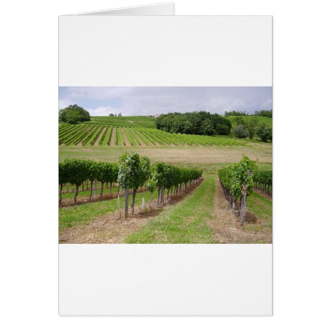 Vineyard - Vignoble (Bordeaux - Frankrijk) 03 (Voorkant)
