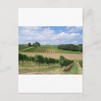 Vineyard - Wijngaard (Bordeaux - Frankrijk) 04 Briefkaart