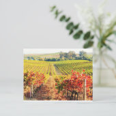 VINEYARDS.JPG BRIEFKAART (Staand voorkant)