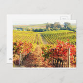 VINEYARDS.JPG BRIEFKAART (Voorkant / Achterkant)