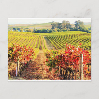 VINEYARDS.JPG BRIEFKAART