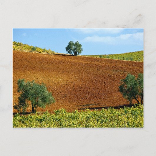 Vineyards nabij Montilla, Andalusië, Spanje bij de Briefkaart (Voorkant)