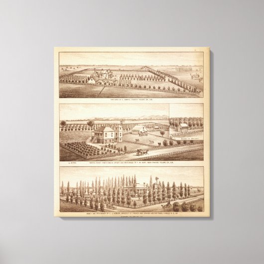 Vineyards, ranches, Tulare Co., Calif Canvas Afdruk (Voorkant)