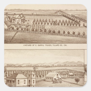 Vineyards, ranches, Tulare Co., Calif Vierkante Sticker