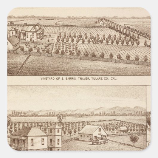 Vineyards, ranches, Tulare Co., Calif Vierkante Sticker (Voorkant)
