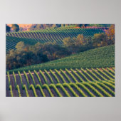Vineyards van de Russische riviervallei Poster (Voorkant)