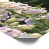Vingerhoedskruid bloemen ... poster (Hoek)