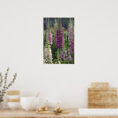 Vingerhoedskruid bloemen ... poster (Keuken)
