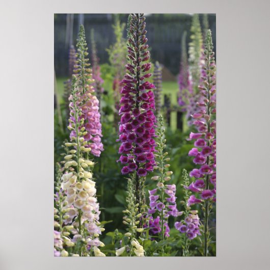 Vingerhoedskruid bloemen ... poster (Voorkant)