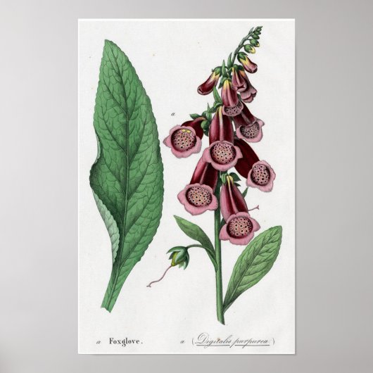 Vingerhoedskruid Poster (Voorkant)