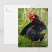 Vingerrooster Briefkaart (Voorkant / Achterkant)