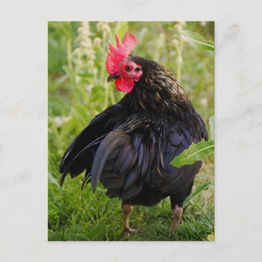 Vingerrooster Briefkaart (Voorkant)