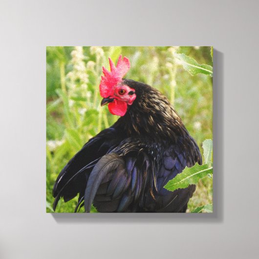 Vingerrooster Canvas Afdruk (Voorkant)
