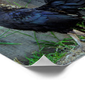 Vingerrooster Poster (Hoek)