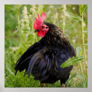 Vingerrooster Poster